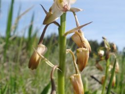 Orthochilus aculeatus subsp. huttonii inflorescence